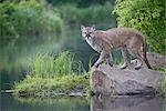 Couguar ou Puma (Felis concolor), en captivité, grès, Minnesota, États-Unis d'Amérique, l'Amérique du Nord