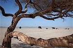 Nackten Sie Baum, arabischen Wüste Sahara Wüste, Ägypten