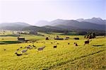 Ziegen auf der Wiese mit Wettersteingebirge im Hintergrund