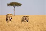 Deux jeunes mâles lions (Panthera leo), réserve nationale de Masai Mara, Kenya, Afrique de l'est, Afrique