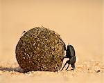 Dung beetle rolling a dung ball, Kruger National Park, South Africa, Africa