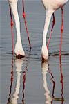 Lesser flamingo (Phoeniconaias minor), Lake Nakuru National Park, Kenya, East Africa, Africa