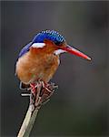 Martin-pêcheur malachite (Alcedo cristata), Masai Mara National Reserve, Kenya, Afrique de l'est, Afrique