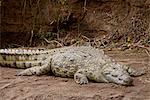 Nilkrokodil (Crocodylus Niloticus), Masai Mara National Reserve, Kenia, Ostafrika, Afrika