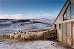 Mouton islandais près lac Lagarfljót (Logurinn), près de Egilsstadir, vallée de Fljotdalsherad, zone de Fjords de l'est, l'Islande, les régions polaires