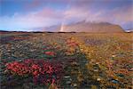 Herbstfarben und Regenbogen über Illuklettar in der Nähe von Skaftafellsjokull Gletscher in der Ferne gesehen, Skaftafell-Nationalpark, East Iceland, Island, Polarregionen