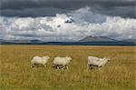 Trois moutons en cours d'exécution dans le pré, Vik, South Iceland, Islande