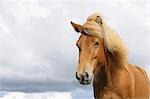 Portrait of Icelandic Horse, Vik, South Iceland, Iceland