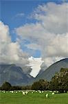 Des terres agricoles et Fox Glacier, côte ouest, île du Sud, Nouvelle-Zélande
