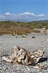 Bois flotté sur Gillespies Beach, mont Tasman et le Mont Cook, le Parc National de Westland Tai Poutini, South Island, Nouvelle-Zélande