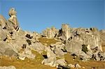 Castle Hill, high country Canterbury, South Island, Nouvelle-Zélande