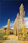 Poplar Tree-Lined Road, Omarama Valley, Canterbury, South Island, New Zealand