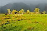 Farmland, Cook Flat, West Coast, South Island, New Zealand