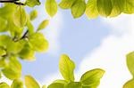 Green Leaves against Sky