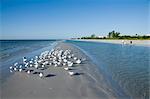 Royal tern birds on beach, Sanibel Island, Gulf Coast, Florida, United States of America, North America