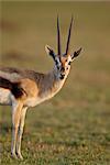 Mâle Thomson de gazelle (Gazella thomsonii), réserve nationale de Masai Mara, Kenya, Afrique de l'est, Afrique