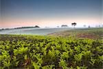 Lush new growth of bracken fronds shoot up on a misty morning. New Forest, Hampshire, England, United Kingdom, Europe