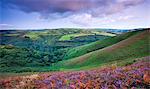 Heather sur Trentishoe en bas de la floraison en fin d'été, Parc National d'Exmoor, Devon, Angleterre, Royaume-Uni, Europe