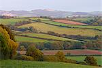 Champs de patchwork en campagne près de Crediton, Devon, Angleterre, Royaume-Uni, Europe