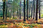 Autumn colours in Luccombe Plantation, Exmoor National Park, Somerset, England, United Kingdom, Europe
