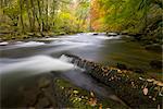 Couleurs d'automne à côté de la Barle River près de Tarr étapes, Parc National d'Exmoor, Somerset, Angleterre, Royaume-Uni, Europe