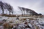 Haie de hêtres au Barrow allotissement de conseiller municipal sur une journée d'hiver enneigé, Parc National d'Exmoor, Somerset, Angleterre, Royaume-Uni, Europe