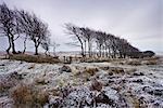 Beech hedge at Alderman's Barrow Allotment on a snowy winter day, Exmoor National Park, Somerset, England, United Kingdom, Europe