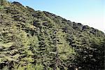 Chouf Cedar Reserve, Lebanon, Middle East