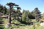 The Cedar Trees of Bcharre, Qadisha Valley, UNESCO World Heritage Site, Lebanon, Middle East