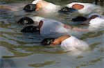 Christian pilgrims in Jordan River, Yardenit, Israel, Middle East