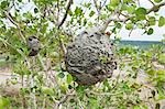 Paper Wasp's Nest, Pha Taem National Park along Mekong River, Ubon Ratchathani Province, Thailand