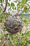 Paper Wasp's Nest, Pha Taem National Park on Mekong River, Ubon Ratchathani Province, Thailand