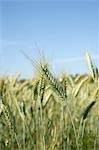 Ears of barley in the field