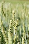 Green wheat in the field