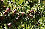 Pommes Cortland dans l'arborescence