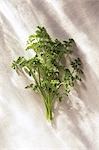 Curly Parsley on White, From Above