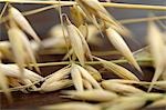 Ears of oats, close-up