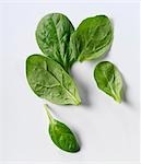 Five young spinach leaves