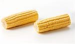 Two fresh corn cobs
