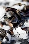 Mussels on crushed ice