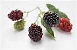 Blackberries on stalk with leaves