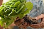 Hands holding lettuce plant with roots and soil