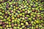 Fresh olives (full-frame)