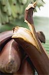 Red bananas, one partly peeled