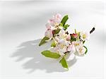 Spray of apple blossom