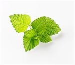 Lemon balm