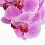 Pink orchids (close-up)