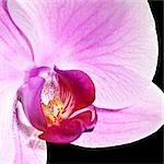 Orchid (gros plan)