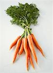 A bunch of fresh carrots