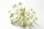 Dill flower head